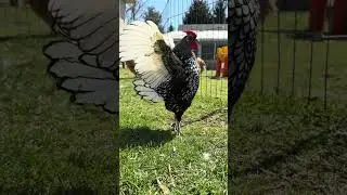What an Impressive Wing Flap - By a Tiny Rooster! #FunnyRooster #CuteAnimals #SebrightRooster