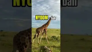 Nyumba - Learn Swahili #languagelearning #english #swahili #learning #kenya #tanzania