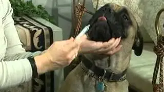 Administering Liquid Medication to you Dog