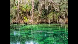 11 Best Places in Florida to See Manatees