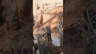 Pile head looks after excavation work #viral #excavation