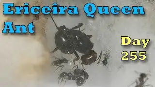 Are The Dead Ants Being Eaten? - Day 0255 - Ericeira Queen Ant - Vlog da Rainha