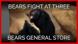 Bears Fighting at Three Bears General Store