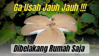 Ga Perlu Pindah Spot, Jamur Barat Disini Banyak Sekali.. 