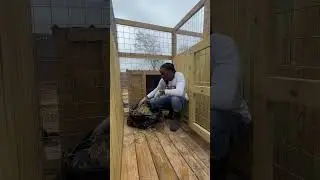 How to keep dogs warm for during winter