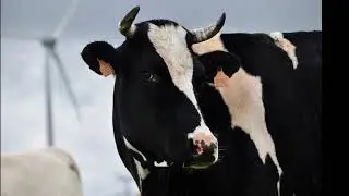 Cow Sound 🐄 | Real Animal Sounds for Kids | Learn Animals
