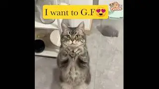 Ultimate Cat Teasing Toy! #dog #cat #petlovers #pets#catlovers  #funnycats#catvideos#catshorts#fun