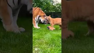 Unbelievable! Tiger Want to Play With Tiny Cat! Cat Said NO 😾🐯#cat #catvedio #tiger