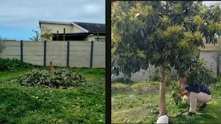 2 Year Result Of Avocado Topwork. 1/1/26