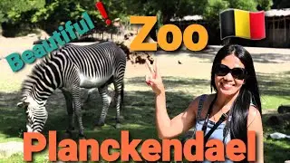 Planckendael zoo |  Belgium zoo 🇧🇪 | Zoo Planckendael
