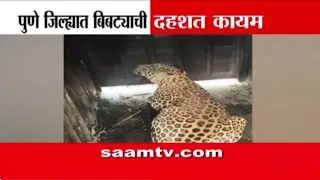 खेडमध्ये बिबट्याचा मुक्त संचार, हल्ल्याचा थरार कॅमेऱ्यात कैद | Pune Leopard