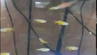 fishdiscount Pseudomugil Paskai red neon