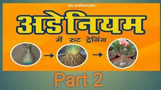 Adeniums Desert Rose Root Training Part 2 | Grow Adeniums Radial Roots | Root Trained Adenium Bonsai