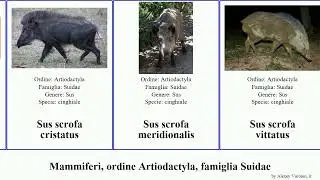 Mammiferi, ordine Artiodactyla, famiglia Suidae order Artiodactyla family Suidae sus scrofa delle