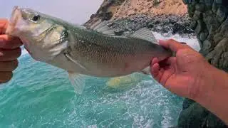 Vlog #08 | Nonstop Sea Bass Fishing with Topwater Lures