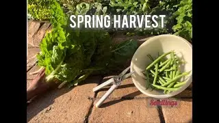 Harvesting in early spring | Companion planting, benefits and garden tour