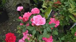 Colorful Knockout Roses