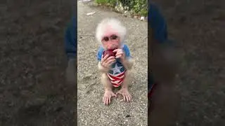 Baby Monkey Milo Cuteness Overload! 🐒