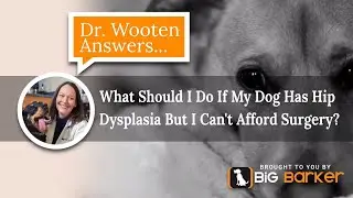 What Should I Do If My Dog Has Hip Dysplasia But I Can't Afford Surgery? | Dr. Wooten Answers...