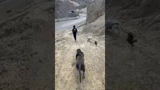 Dream Trip with Brody Bunny ❤️ #ladakh #trip #dog | Harpreet SDC