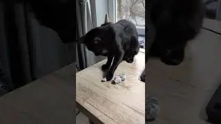 Все, побежала играться ) #оле7 #ластёна #cats #cat #котофейка #видосыоткота #кот