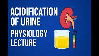 Urine Acidification Explained | Physiology Lecture for Medical Students @amplemedicallectures