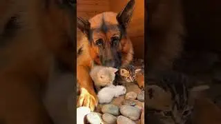 Dog and Kittens Find a Sleeping Squirrel and Watch Its Cute Reaction #pets #animals #funny
