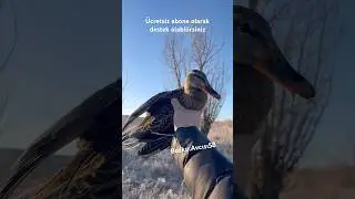 Boz &ouml;rdek g&uuml;zelliği 🦆🦆 #охота #hunting #весенняяохота #hunter #avcı #animals #duckhunting #duck