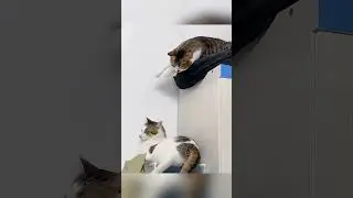 When Animals Get Confused&hellip; Funniest Animal Reactions Ever! #Shorts