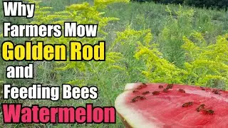 Why Farmers Mow GoldenRod & Feeding Bees Watermelon