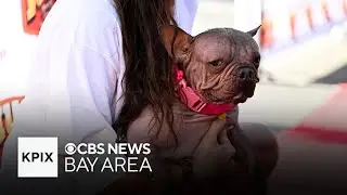 The 'World's Ugliest Dog Contest' crowns a champion