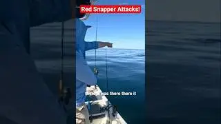 Red Snapper attacking a released Vermillion snapper!#offshorefishing #florida@DustinLeeOutdoors