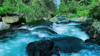 Forest River Water Flow Ambience, Mountain Stream, Sleep