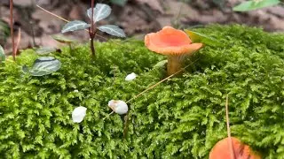 Serene Summer Foraging in New England: Fungi Identification with Meditation Music