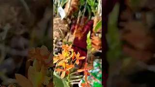 #orchid #anggrek #flowers #epidendrum