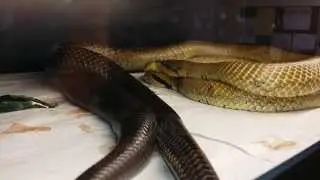 Cribo Breeding action
