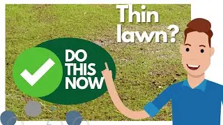 How to THICKEN UP your THIN LAWN RIGHT NOW. DIY STEP BY STEP LAWN