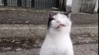 Adorable Cat Sneezes Multiple Times - 1082184