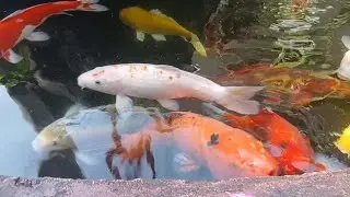 Ikan Hias Koi || Ala suka Lihat ikan di Kolam #kolam #ikankoi #ikanhias 
