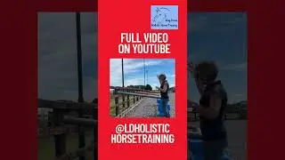 difficult loader #horse #equestrian #HorseLoading #Horseloadingpractice #trailerloading
