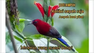 Langsung nyaut ! Masteran burung sepah raja gacor bikin sepah raja malas bunyi jadi gacor