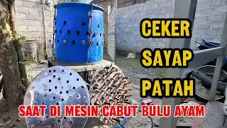 CEKER SAYAP KEPALA AYAM PATAH | Masin cabut bulu ayam