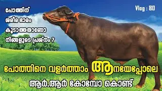 പോത്തിനെ വളർത്താം ആനയേപ്പോലെ  PAPPAYA VLOGS| Vlog : 80