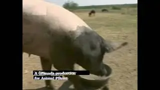 Animal Cops Houston Ending Credits 9x02 