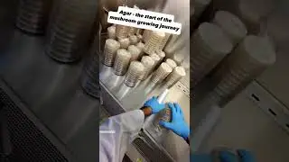 Ever wonder how a mushroom farm actually starts a new generation of growth? 🍄