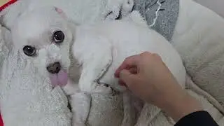말띠즈 만두, 쓰담쓰담