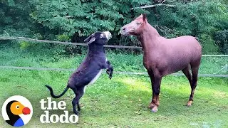 Donkey Is Determined To Make This Loner Horse His BFF | The Dodo