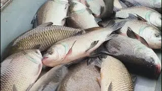 mdbarek is live!###