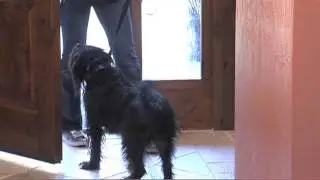 Teach Your Dog to Wait at the Door