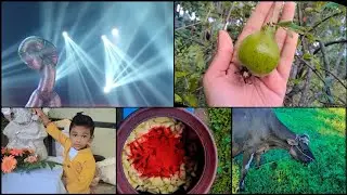 Random days random routine/handsome boy/mango 🥭 urugai  @VennilaVeedusangeetha @SpicyHand
